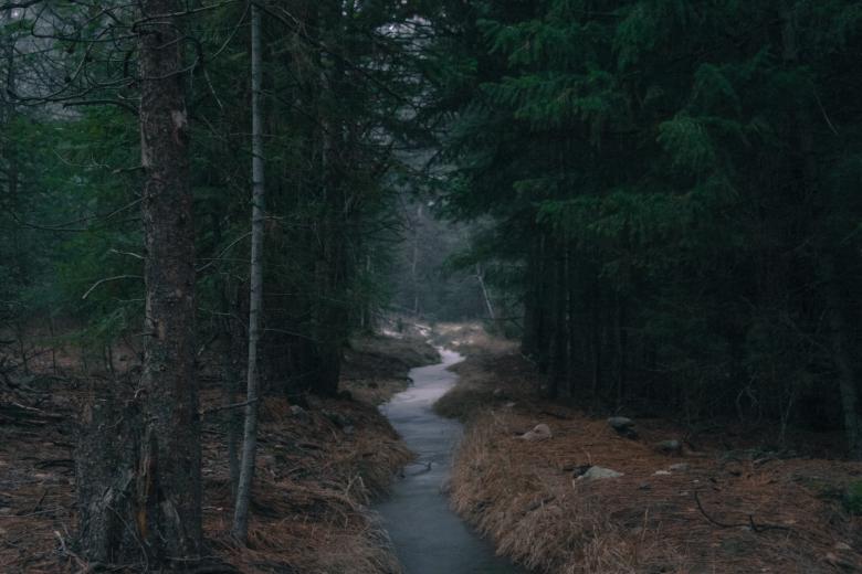 Free stock image of Wild created by Unsplash