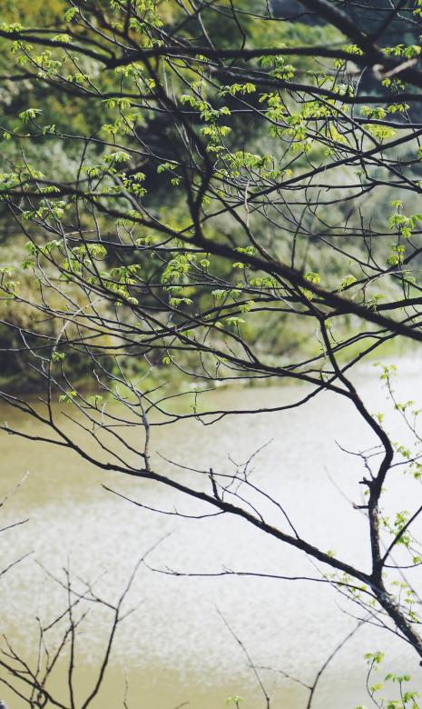 Free stock image of Wild created by Unsplash
