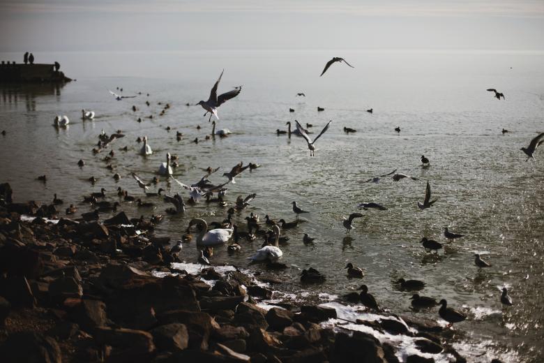 Free stock image of Birds created by Unsplash
