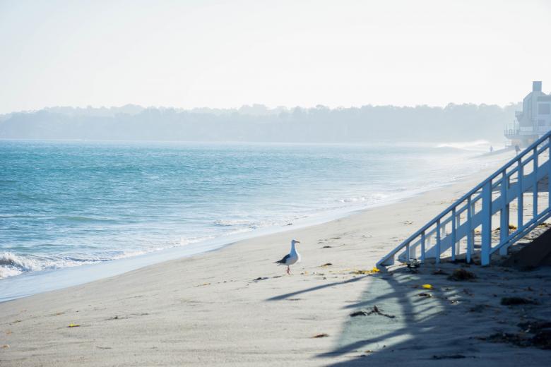 Free stock image of Seagull on the Shore created by Unsplash