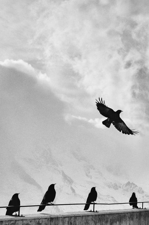 Free stock image of Crows at high Altitude created by Unsplash
