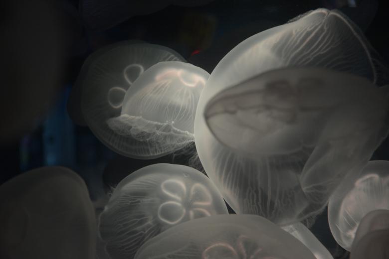 Free stock image of Jelly Fish created by Unsplash