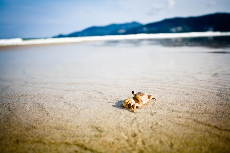 Free stock image of Crab on the Beach created by Unsplash