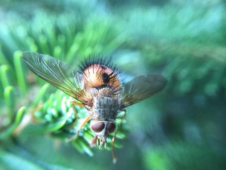Free stock image of Fly created by Unsplash