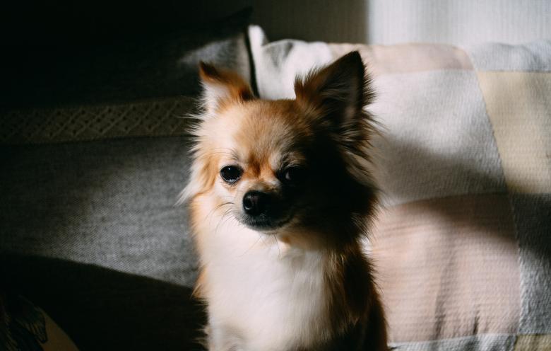 Free stock image of Pet created by Unsplash