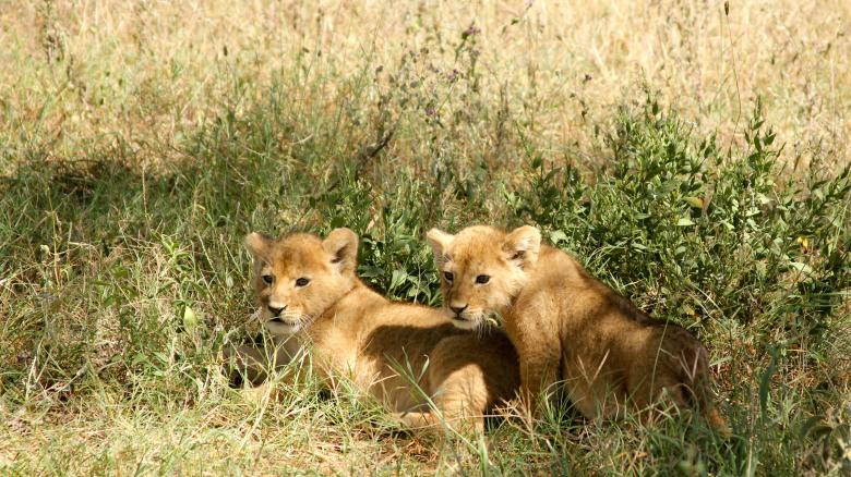 Free stock image of Little Lions created by Unsplash