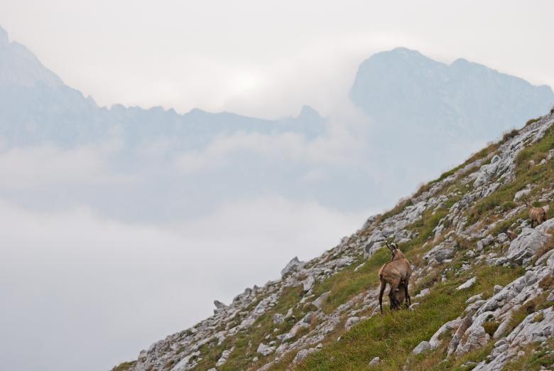 Free stock image of Ibex on the Mountain created by Unsplash