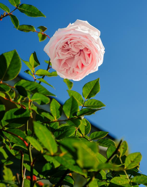Free stock image of Natural Color created by Unsplash