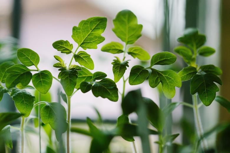 Free stock image of Fresh Plants created by Unsplash