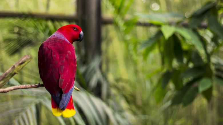 Free stock image of Parrot created by Unsplash