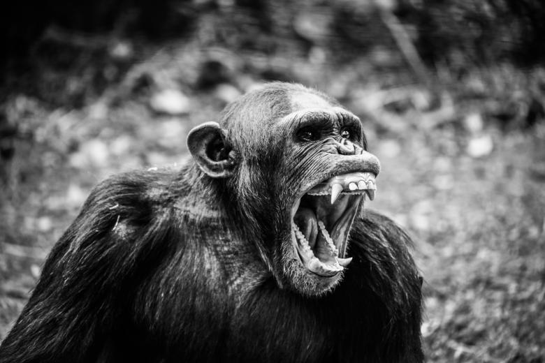 Free stock image of Ape created by Unsplash