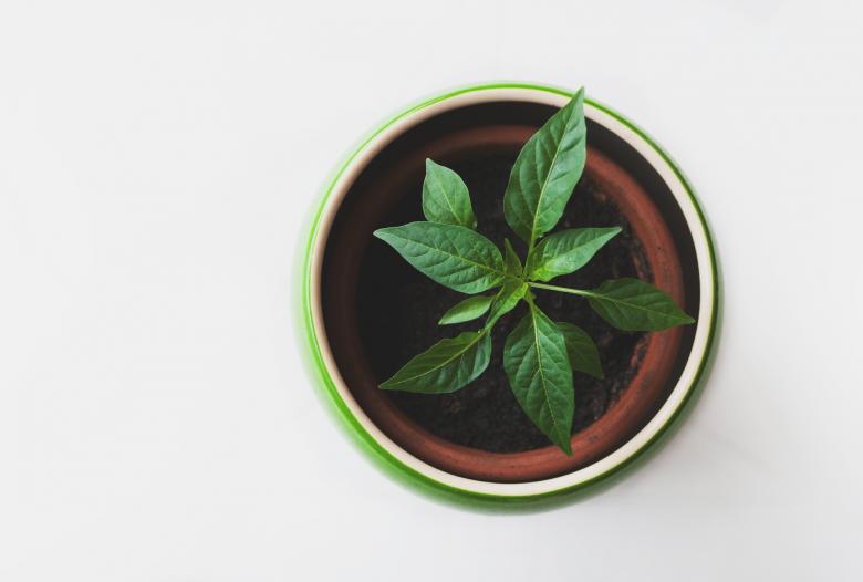 Free stock image of Plant Pot created by Unsplash