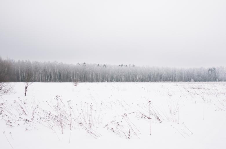 Free stock image of Winter Woods created by Unsplash
