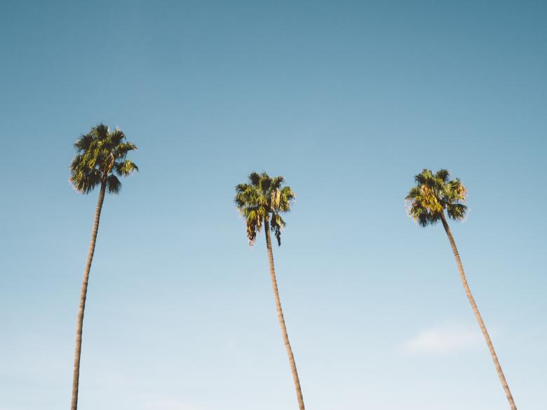 Free stock image of Tall Palms created by Unsplash