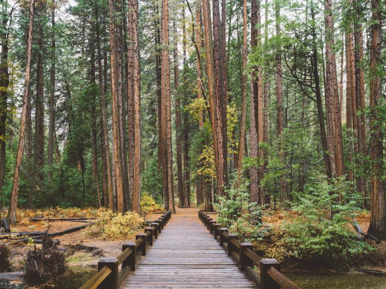 Free stock image of Bridge to the woods created by Unsplash