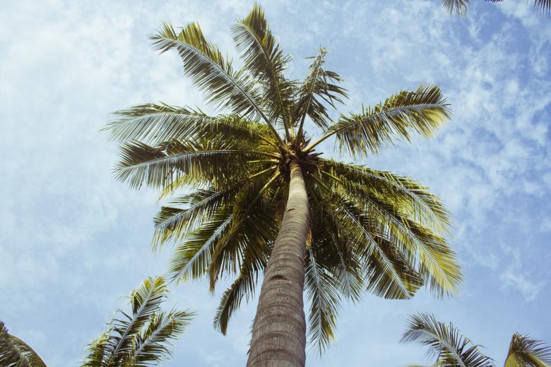 Free stock image of Tall Palm Tree created by Unsplash