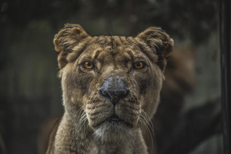 Free stock image of Lion created by Unsplash