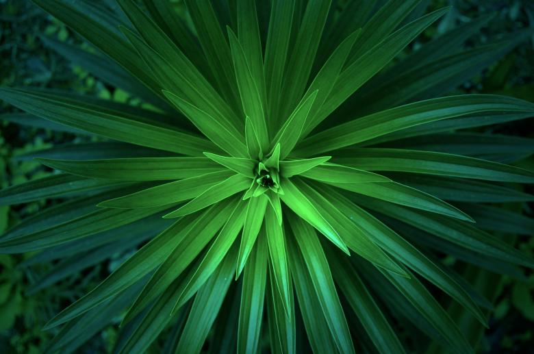Free stock image of Vivid Green Plant created by Unsplash