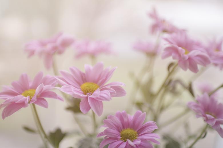 Free stock image of Pink Flowers created by Unsplash