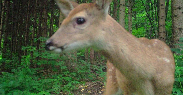 Free stock image of Doe A Deer A Female Deer created by Nature Girl