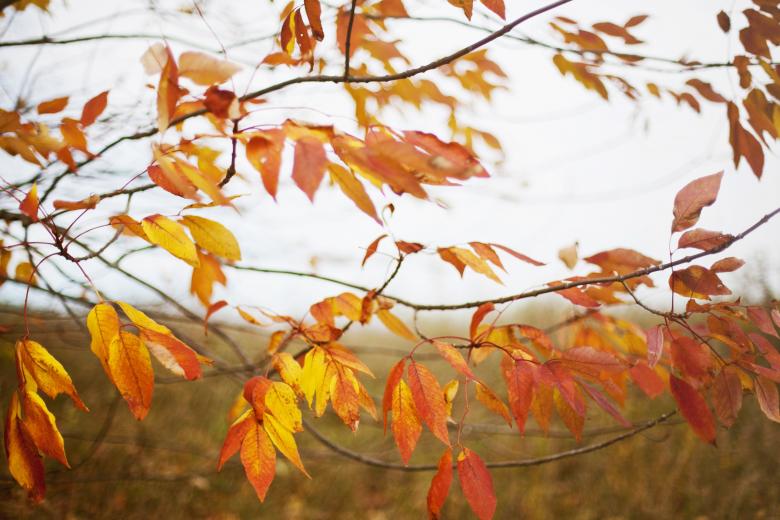 Free stock image of Autumn created by StockSnap