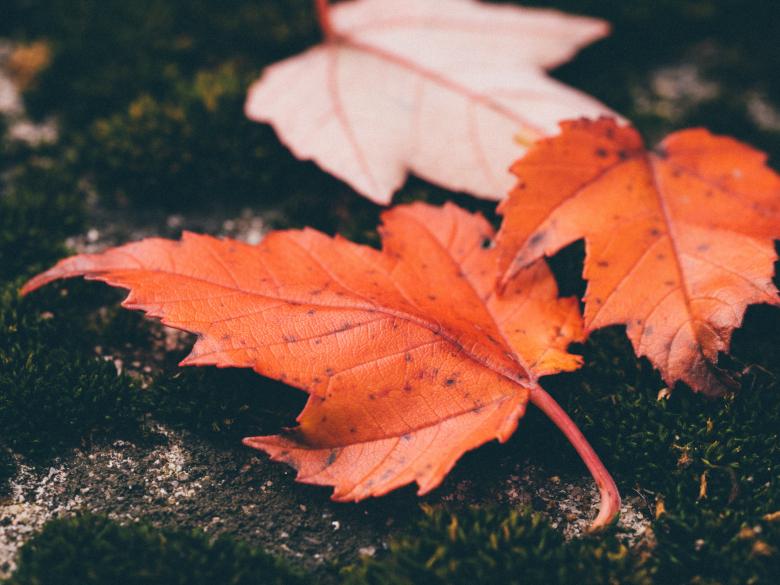 Free stock image of Fallen Leaf created by StockSnap