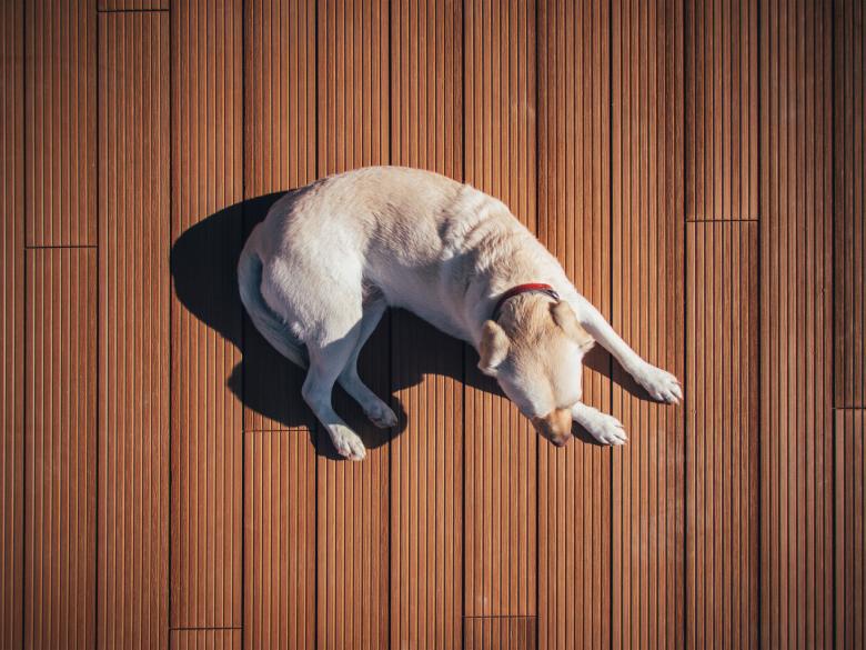 Free stock image of Pet created by StockSnap