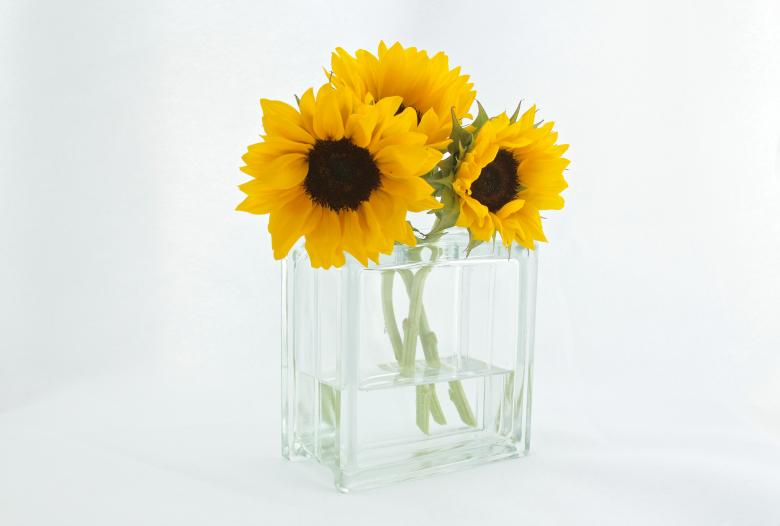 Free stock image of Yellow Flowers created by StockSnap