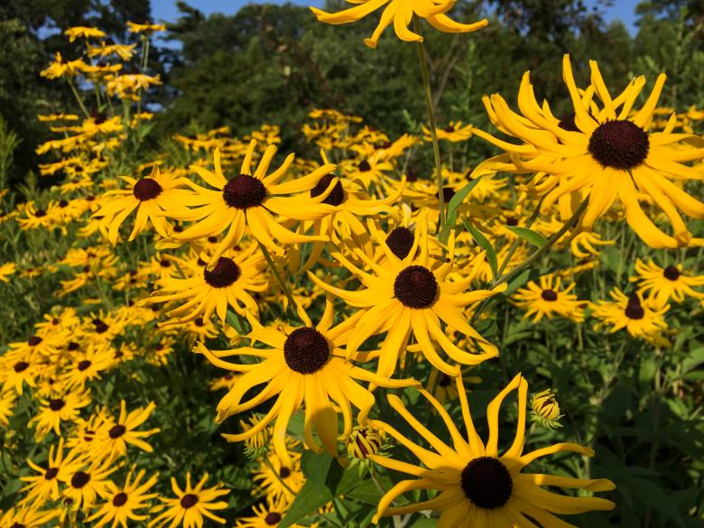 Free stock image of Yellow Sun Flowers created by StockSnap