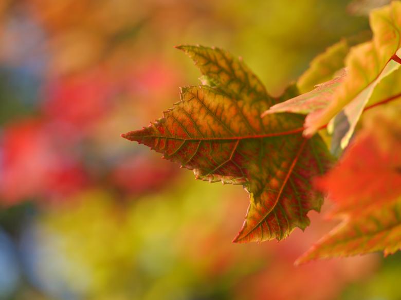 Free stock image of Maple Leaf created by StockSnap