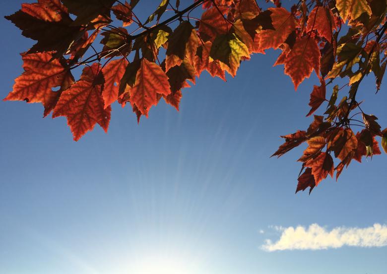 Free stock image of Autumn created by StockSnap