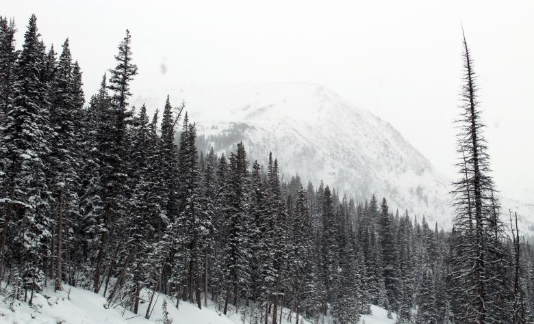 Free stock image of Forest created by StockSnap