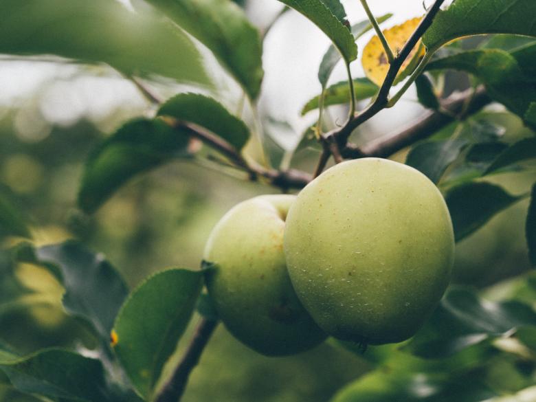 Free stock image of Fruits created by StockSnap