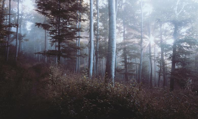 Free stock image of Jungle created by StockSnap