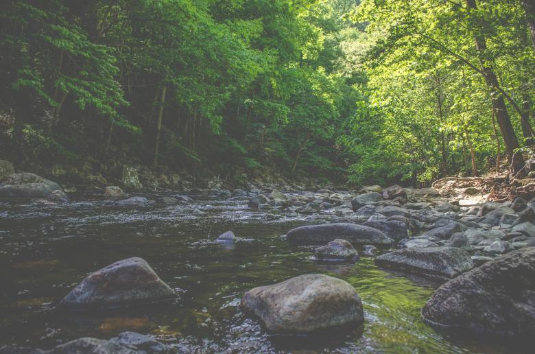 Free stock image of Forest created by StockSnap