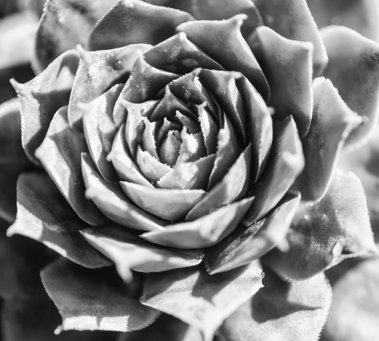 Free stock image of Flower created by StockSnap