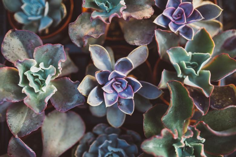 Free stock image of Flowers created by StockSnap