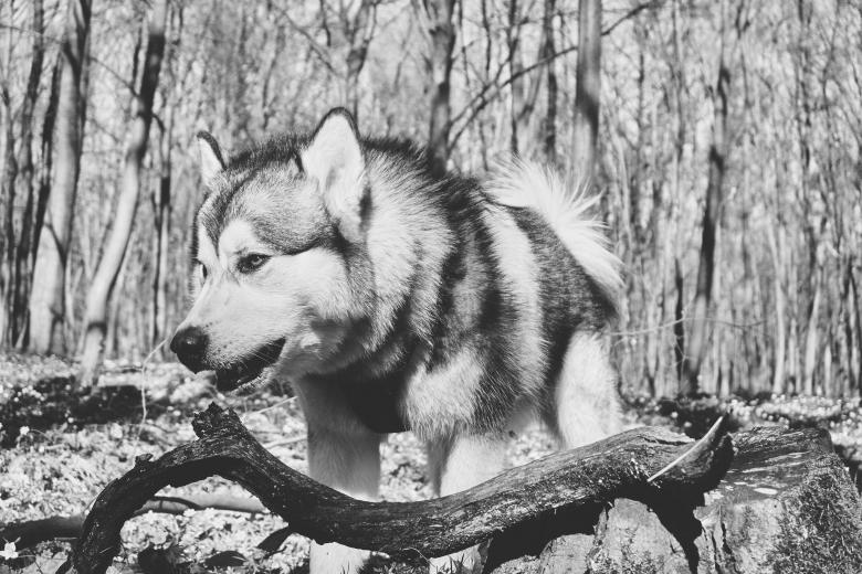 Free stock image of Dog in the Forest created by StockSnap