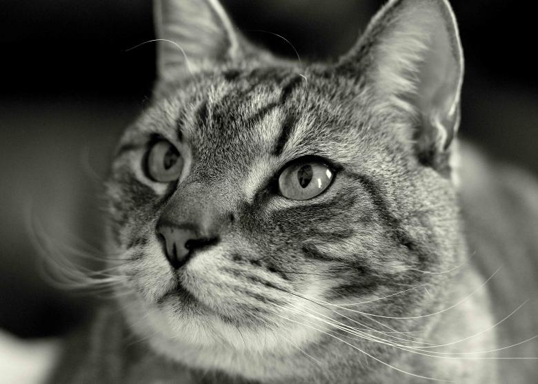Free stock image of Cat created by StockSnap