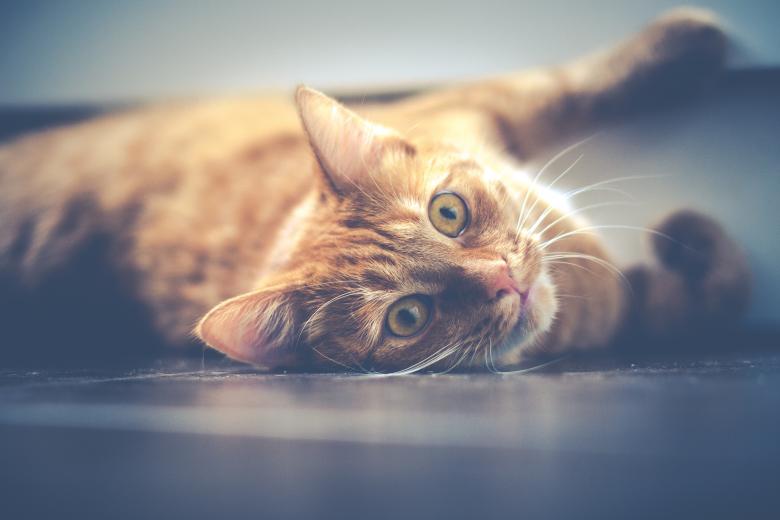 Free stock image of Cat created by StockSnap