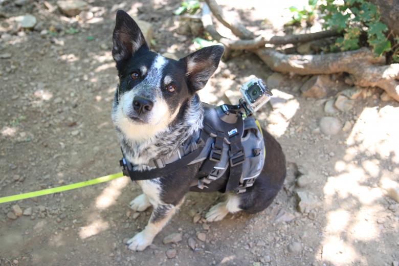 Free stock image of Dog With A Camera created by StockSnap