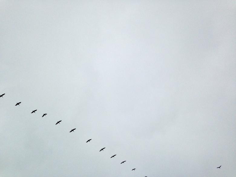 Free stock image of Birds created by StockSnap