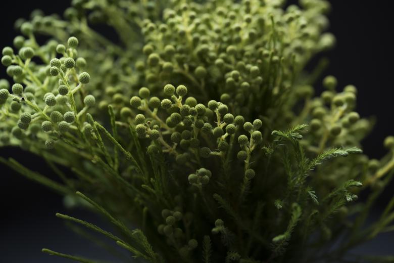 Free stock image of Plants created by StockSnap