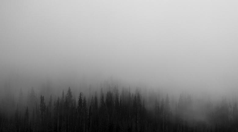 Free stock image of Forest In The Fog created by StockSnap
