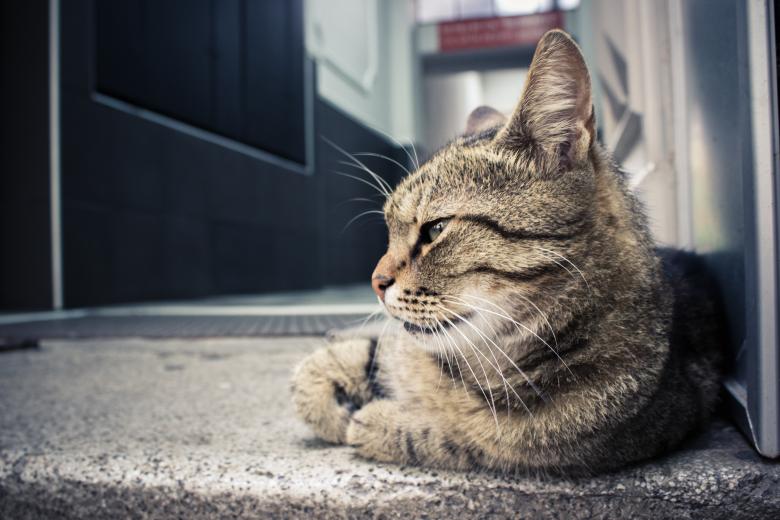 Free stock image of Cat created by StockSnap