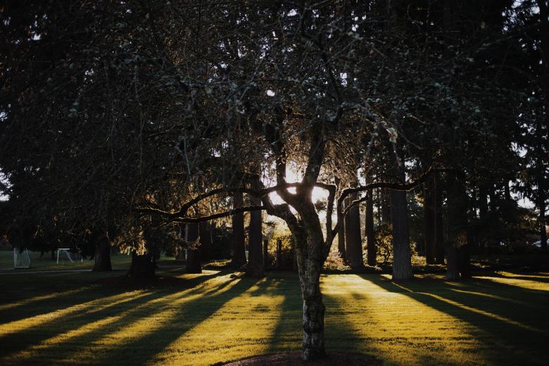 Free stock image of Trees created by StockSnap