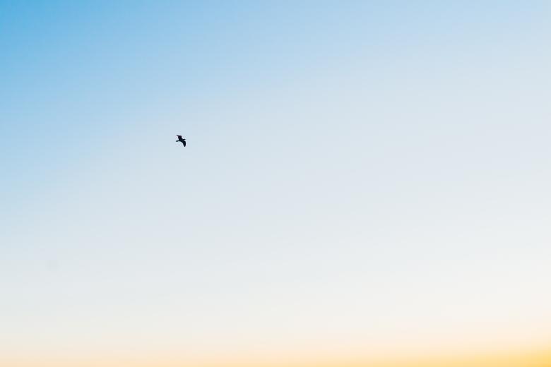 Free stock image of Bird created by StockSnap