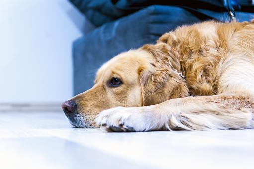 Lying Dog - Free Stock Photo