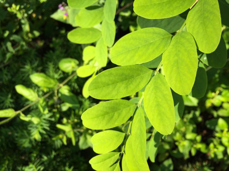 Free stock image of Green Leaves created by StockSnap