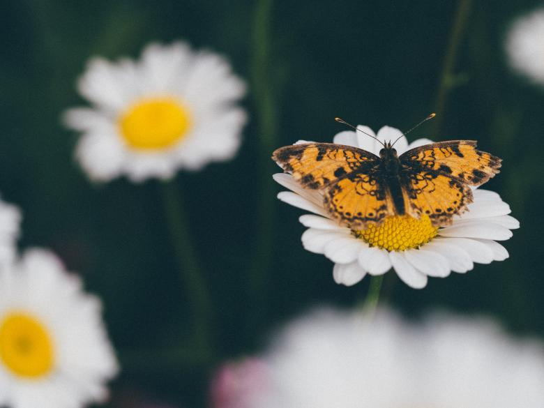 Free stock image of Butterfly created by StockSnap